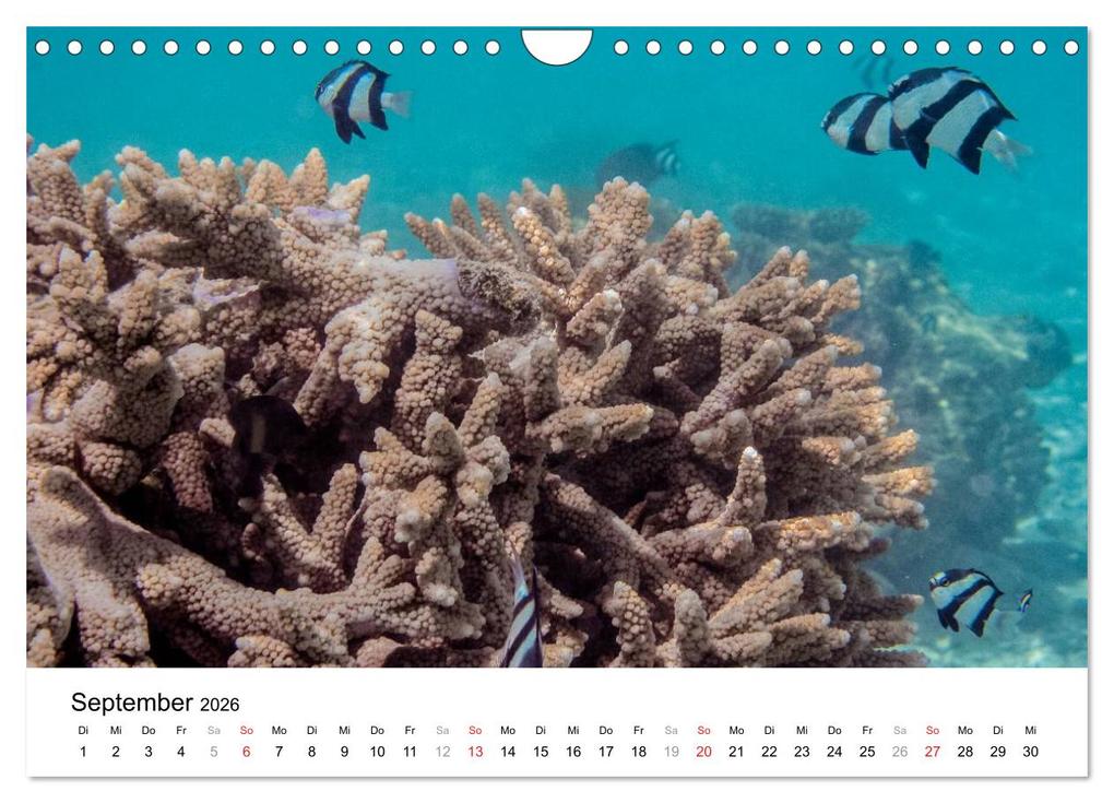 Weitere Ansicht: Unterwasserwelt der Malediven II (Wandkalender 2026 DIN A4 quer), CALVENDO Monatskalender | CLAVE RODRIGUEZ Photography, Calvendo
