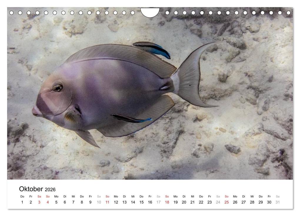 Weitere Ansicht: Unterwasserwelt der Malediven II (Wandkalender 2026 DIN A4 quer), CALVENDO Monatskalender | CLAVE RODRIGUEZ Photography, Calvendo