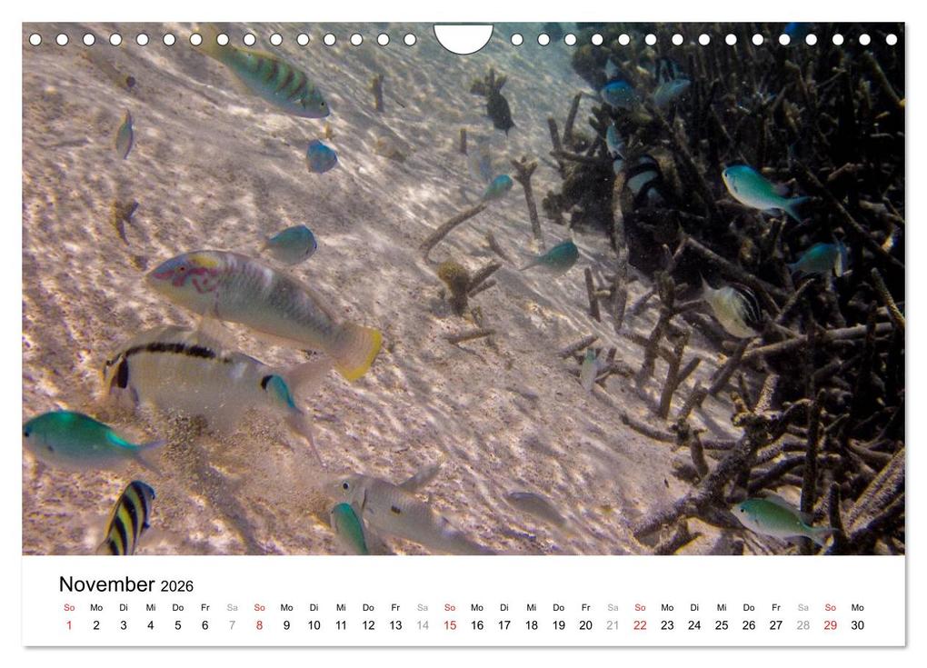 Weitere Ansicht: Unterwasserwelt der Malediven II (Wandkalender 2026 DIN A4 quer), CALVENDO Monatskalender | CLAVE RODRIGUEZ Photography, Calvendo