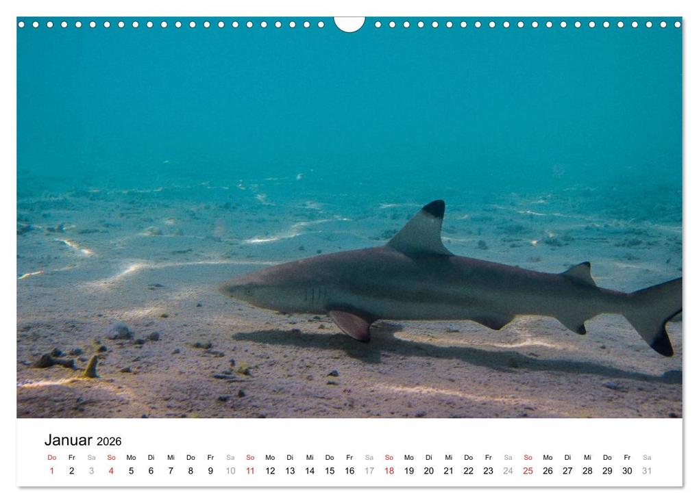 Weitere Ansicht: Unterwasserwelt der Malediven II (Wandkalender 2026 DIN A3 quer), CALVENDO Monatskalender | CLAVE RODRIGUEZ Photography, Calvendo