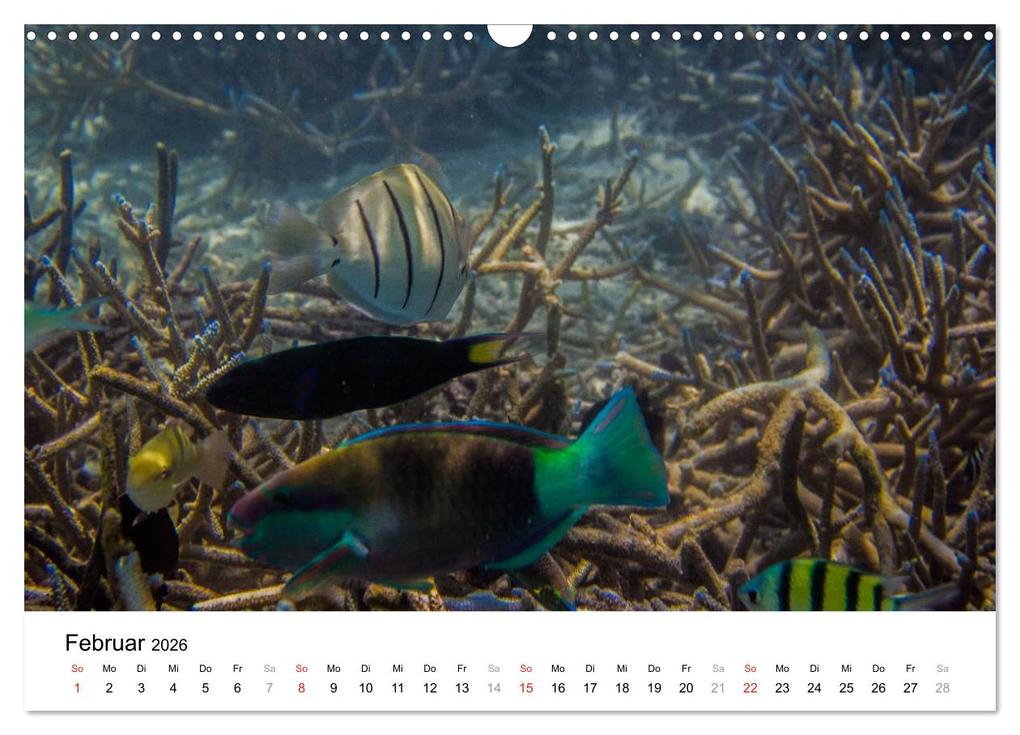 Weitere Ansicht: Unterwasserwelt der Malediven II (Wandkalender 2026 DIN A3 quer), CALVENDO Monatskalender | CLAVE RODRIGUEZ Photography, Calvendo