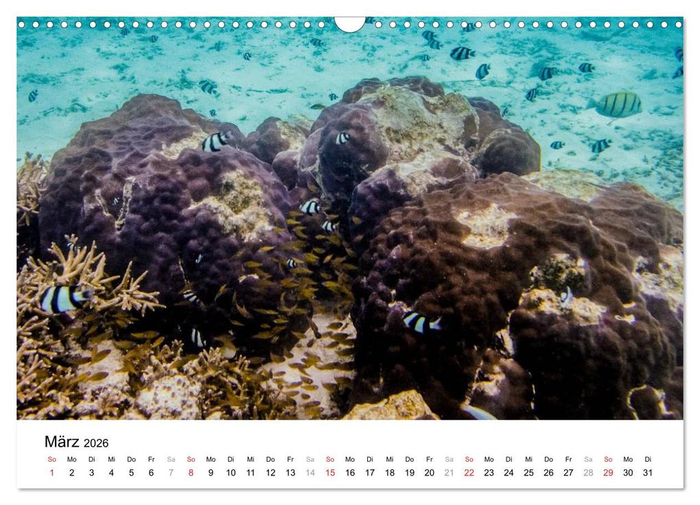 Weitere Ansicht: Unterwasserwelt der Malediven II (Wandkalender 2026 DIN A3 quer), CALVENDO Monatskalender | CLAVE RODRIGUEZ Photography, Calvendo
