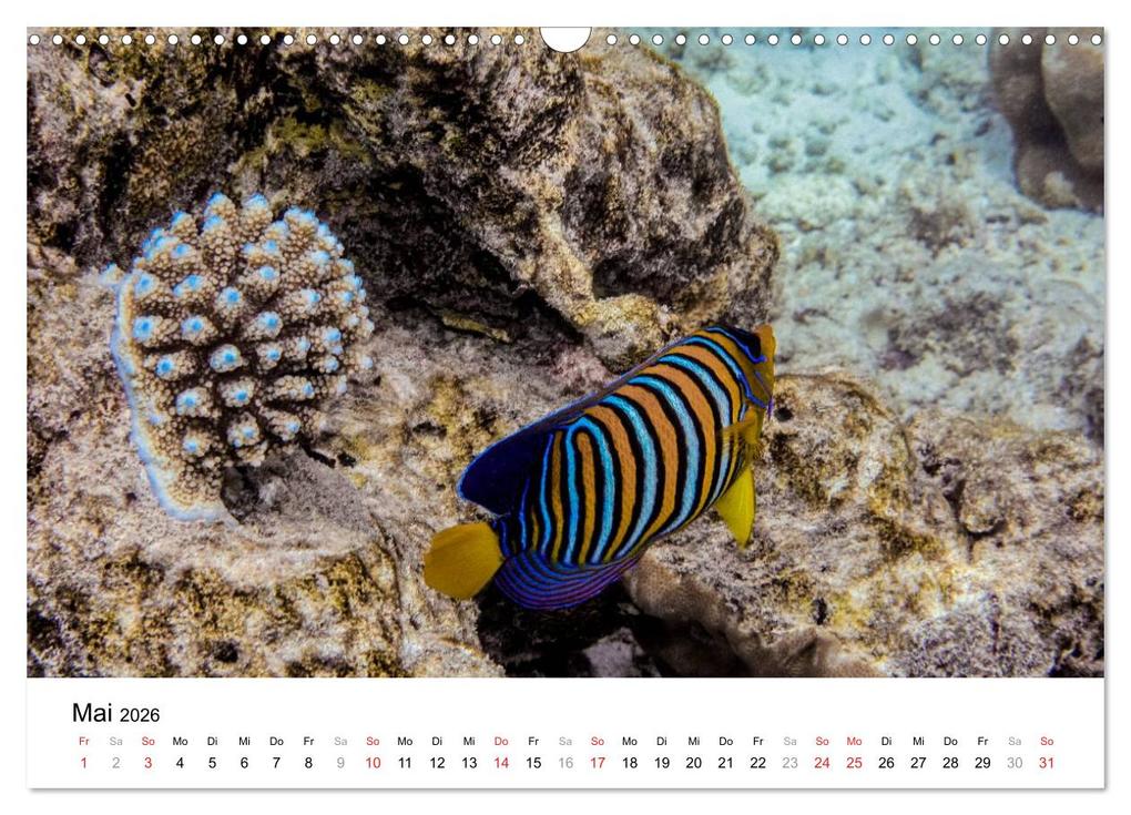 Weitere Ansicht: Unterwasserwelt der Malediven II (Wandkalender 2026 DIN A3 quer), CALVENDO Monatskalender | CLAVE RODRIGUEZ Photography, Calvendo