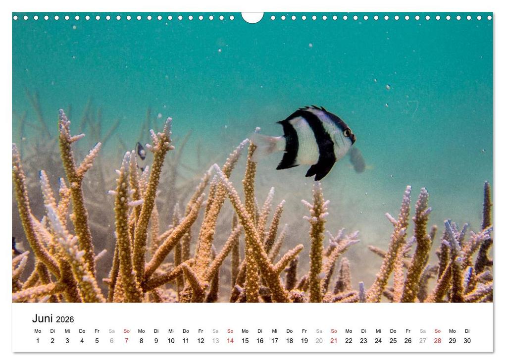 Weitere Ansicht: Unterwasserwelt der Malediven II (Wandkalender 2026 DIN A3 quer), CALVENDO Monatskalender | CLAVE RODRIGUEZ Photography, Calvendo