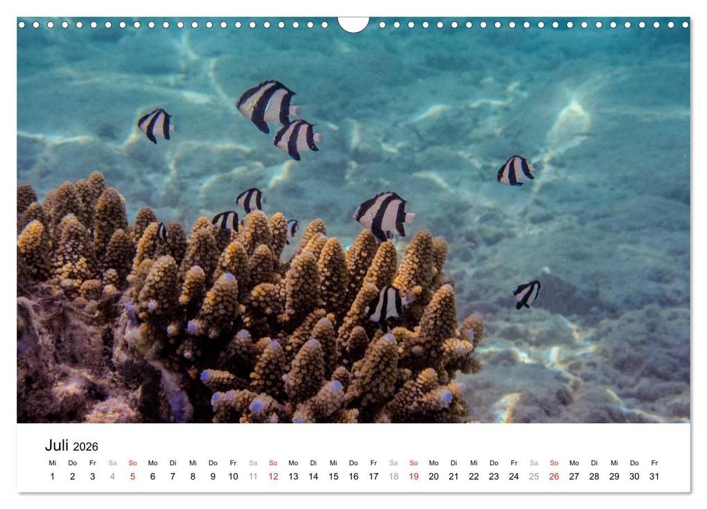 Weitere Ansicht: Unterwasserwelt der Malediven II (Wandkalender 2026 DIN A3 quer), CALVENDO Monatskalender | CLAVE RODRIGUEZ Photography, Calvendo