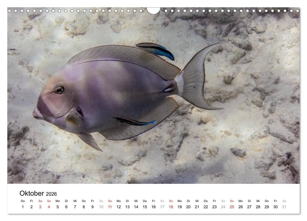 Weitere Ansicht: Unterwasserwelt der Malediven II (Wandkalender 2026 DIN A3 quer), CALVENDO Monatskalender | CLAVE RODRIGUEZ Photography, Calvendo