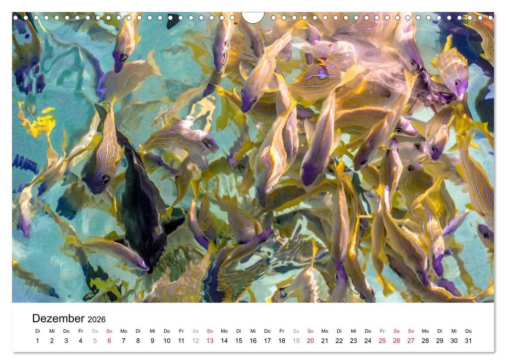 Weitere Ansicht: Unterwasserwelt der Malediven II (Wandkalender 2026 DIN A3 quer), CALVENDO Monatskalender | CLAVE RODRIGUEZ Photography, Calvendo