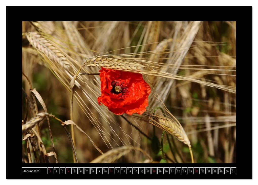 Weitere Ansicht: Roter Mohn, bunte Wiesen (Wandkalender 2026 DIN A3 quer), CALVENDO Monatskalender | Nordstern Nordstern, Calvendo, Nordstern