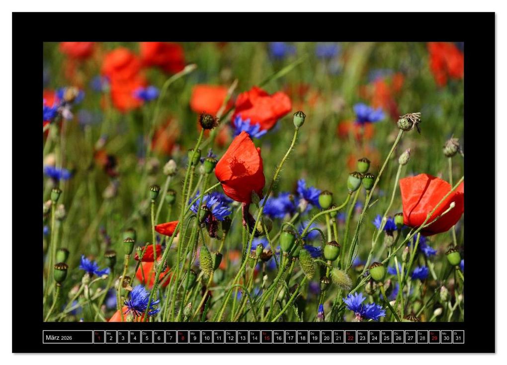 Weitere Ansicht: Roter Mohn, bunte Wiesen (Wandkalender 2026 DIN A3 quer), CALVENDO Monatskalender | Nordstern Nordstern, Calvendo, Nordstern
