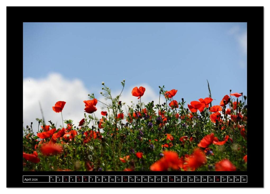 Weitere Ansicht: Roter Mohn, bunte Wiesen (Wandkalender 2026 DIN A3 quer), CALVENDO Monatskalender | Nordstern Nordstern, Calvendo, Nordstern
