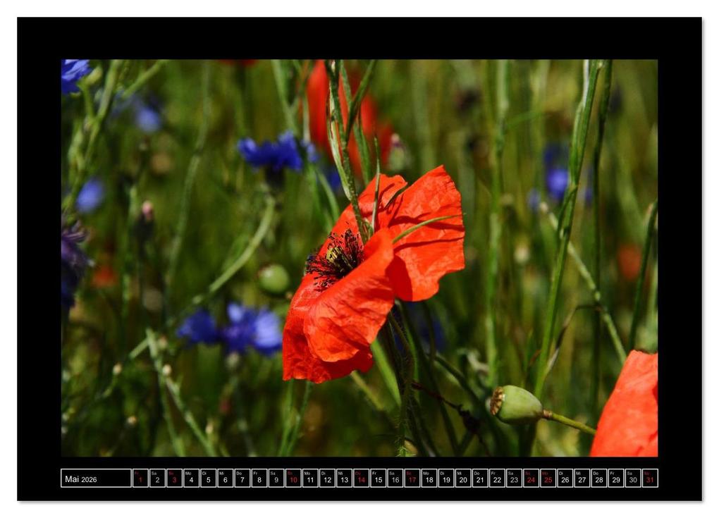 Weitere Ansicht: Roter Mohn, bunte Wiesen (Wandkalender 2026 DIN A3 quer), CALVENDO Monatskalender | Nordstern Nordstern, Calvendo, Nordstern