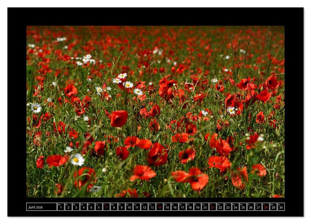 Weitere Ansicht: Roter Mohn, bunte Wiesen (Wandkalender 2026 DIN A3 quer), CALVENDO Monatskalender | Nordstern Nordstern, Calvendo, Nordstern