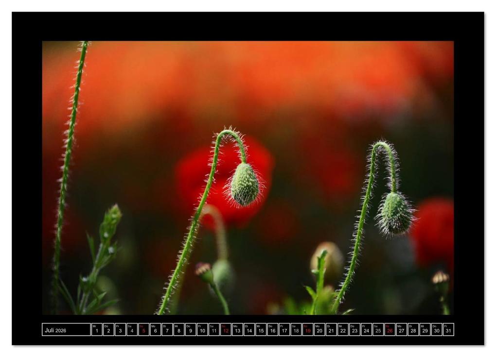 Weitere Ansicht: Roter Mohn, bunte Wiesen (Wandkalender 2026 DIN A3 quer), CALVENDO Monatskalender | Nordstern Nordstern, Calvendo, Nordstern