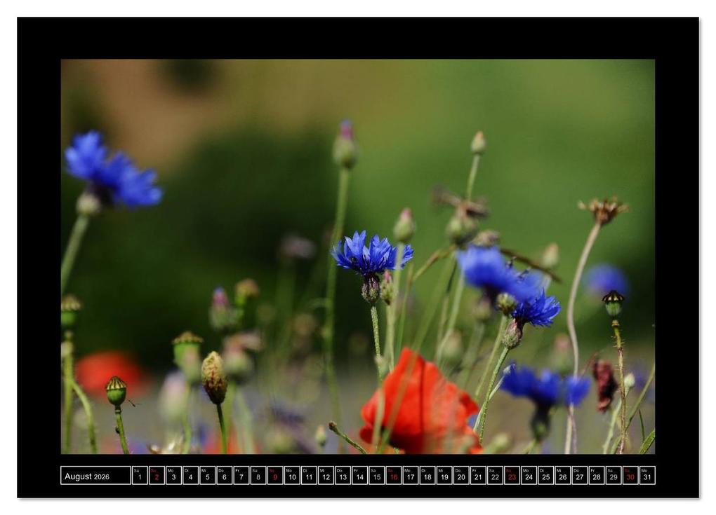 Weitere Ansicht: Roter Mohn, bunte Wiesen (Wandkalender 2026 DIN A3 quer), CALVENDO Monatskalender | Nordstern Nordstern, Calvendo, Nordstern