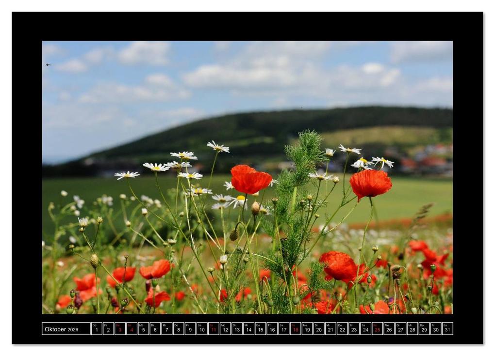 Weitere Ansicht: Roter Mohn, bunte Wiesen (Wandkalender 2026 DIN A3 quer), CALVENDO Monatskalender | Nordstern Nordstern, Calvendo, Nordstern