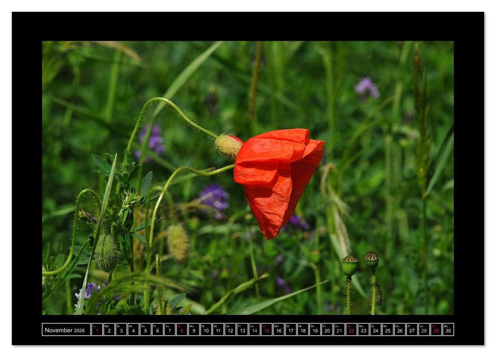 Weitere Ansicht: Roter Mohn, bunte Wiesen (Wandkalender 2026 DIN A3 quer), CALVENDO Monatskalender | Nordstern Nordstern, Calvendo, Nordstern