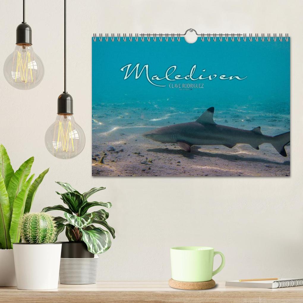 Weitere Ansicht: Unterwasserwelt der Malediven I (Wandkalender 2026 DIN A4 quer), CALVENDO Monatskalender | CLAVE RODRIGUEZ Photography, Calvendo