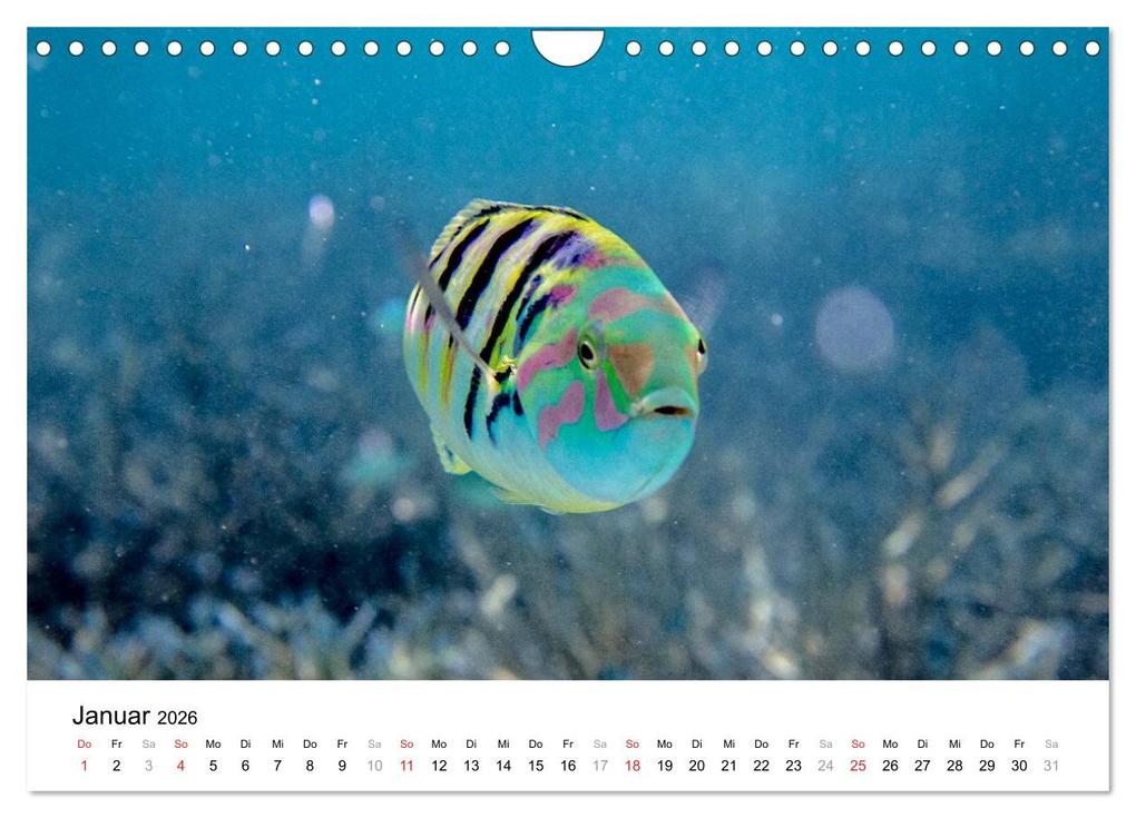 Weitere Ansicht: Unterwasserwelt der Malediven I (Wandkalender 2026 DIN A4 quer), CALVENDO Monatskalender | CLAVE RODRIGUEZ Photography, Calvendo
