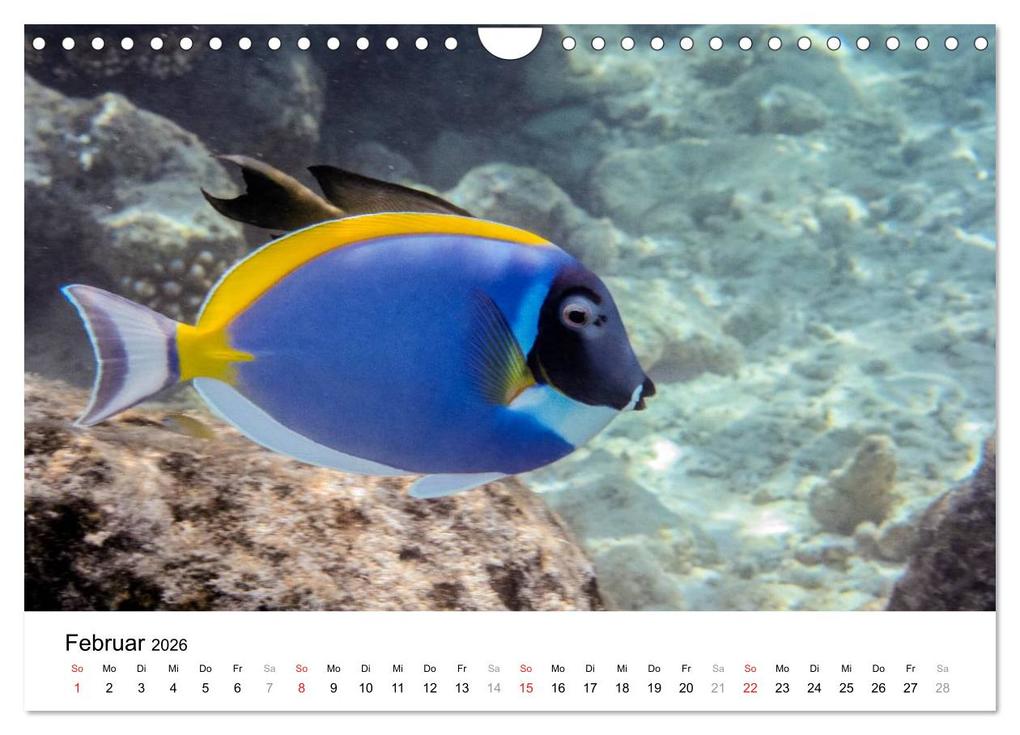 Weitere Ansicht: Unterwasserwelt der Malediven I (Wandkalender 2026 DIN A4 quer), CALVENDO Monatskalender | CLAVE RODRIGUEZ Photography, Calvendo
