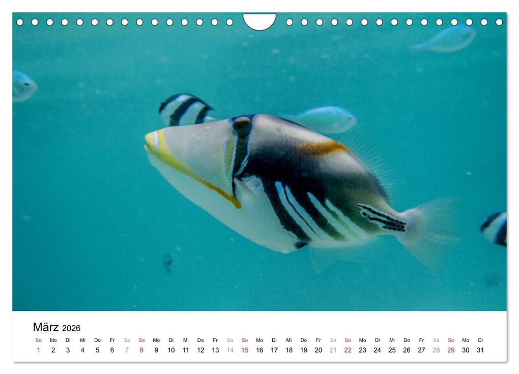 Weitere Ansicht: Unterwasserwelt der Malediven I (Wandkalender 2026 DIN A4 quer), CALVENDO Monatskalender | CLAVE RODRIGUEZ Photography, Calvendo