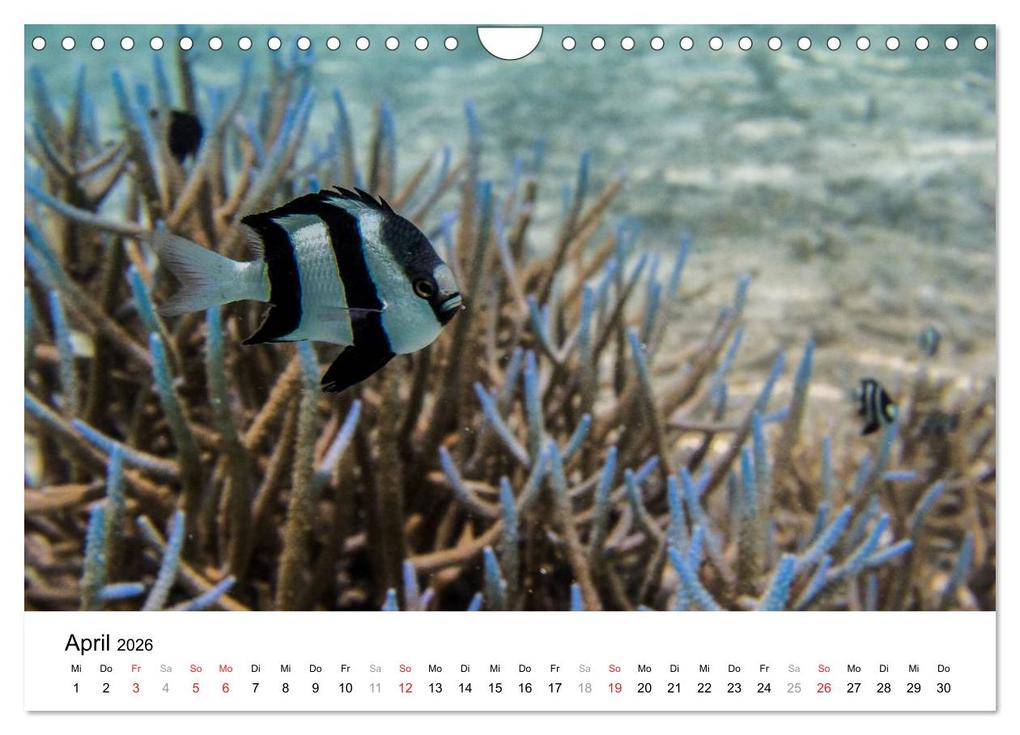 Weitere Ansicht: Unterwasserwelt der Malediven I (Wandkalender 2026 DIN A4 quer), CALVENDO Monatskalender | CLAVE RODRIGUEZ Photography, Calvendo
