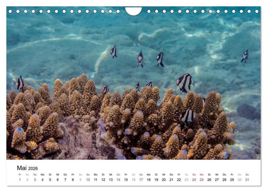 Weitere Ansicht: Unterwasserwelt der Malediven I (Wandkalender 2026 DIN A4 quer), CALVENDO Monatskalender | CLAVE RODRIGUEZ Photography, Calvendo