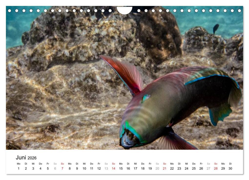 Weitere Ansicht: Unterwasserwelt der Malediven I (Wandkalender 2026 DIN A4 quer), CALVENDO Monatskalender | CLAVE RODRIGUEZ Photography, Calvendo