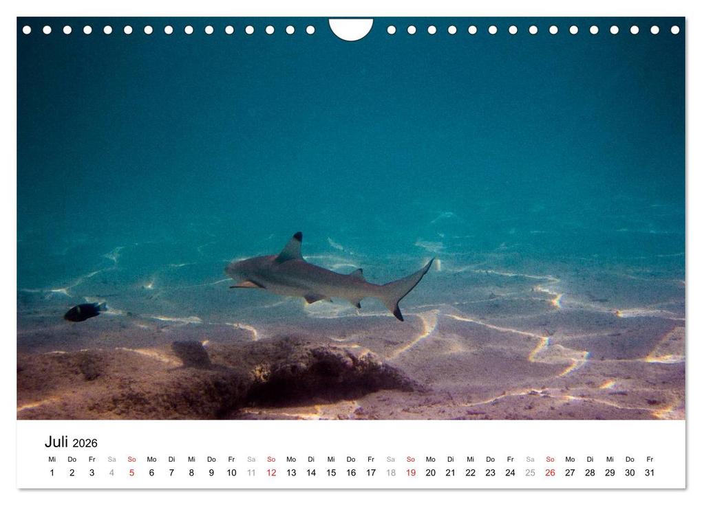 Weitere Ansicht: Unterwasserwelt der Malediven I (Wandkalender 2026 DIN A4 quer), CALVENDO Monatskalender | CLAVE RODRIGUEZ Photography, Calvendo