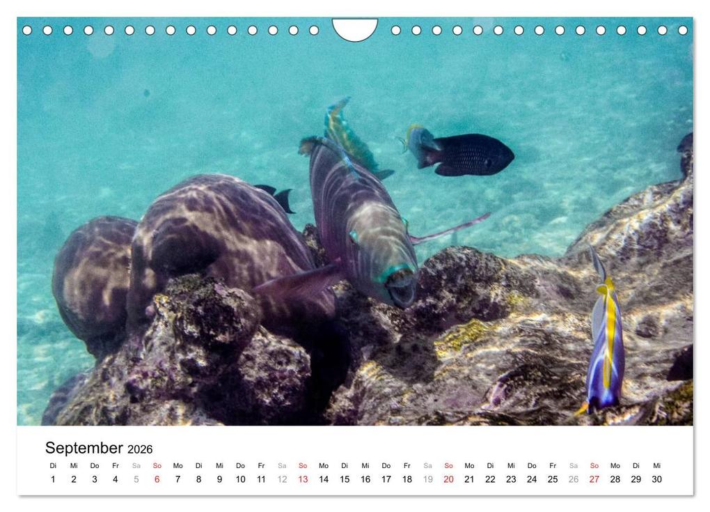 Weitere Ansicht: Unterwasserwelt der Malediven I (Wandkalender 2026 DIN A4 quer), CALVENDO Monatskalender | CLAVE RODRIGUEZ Photography, Calvendo