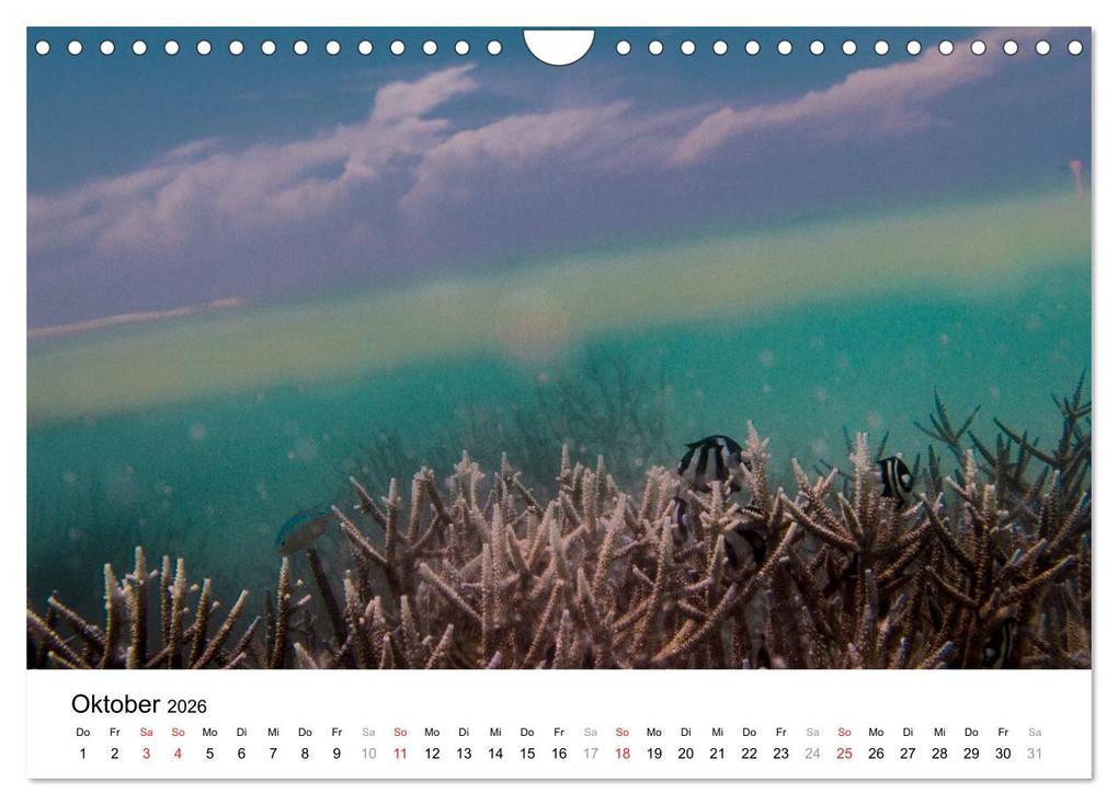 Weitere Ansicht: Unterwasserwelt der Malediven I (Wandkalender 2026 DIN A4 quer), CALVENDO Monatskalender | CLAVE RODRIGUEZ Photography, Calvendo