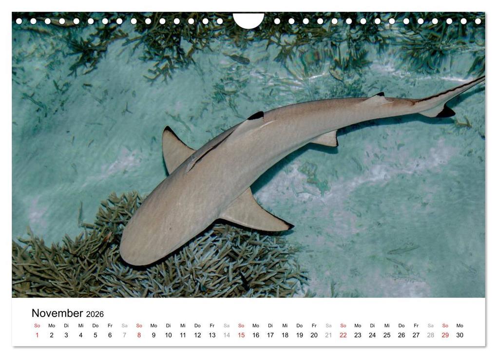 Weitere Ansicht: Unterwasserwelt der Malediven I (Wandkalender 2026 DIN A4 quer), CALVENDO Monatskalender | CLAVE RODRIGUEZ Photography, Calvendo