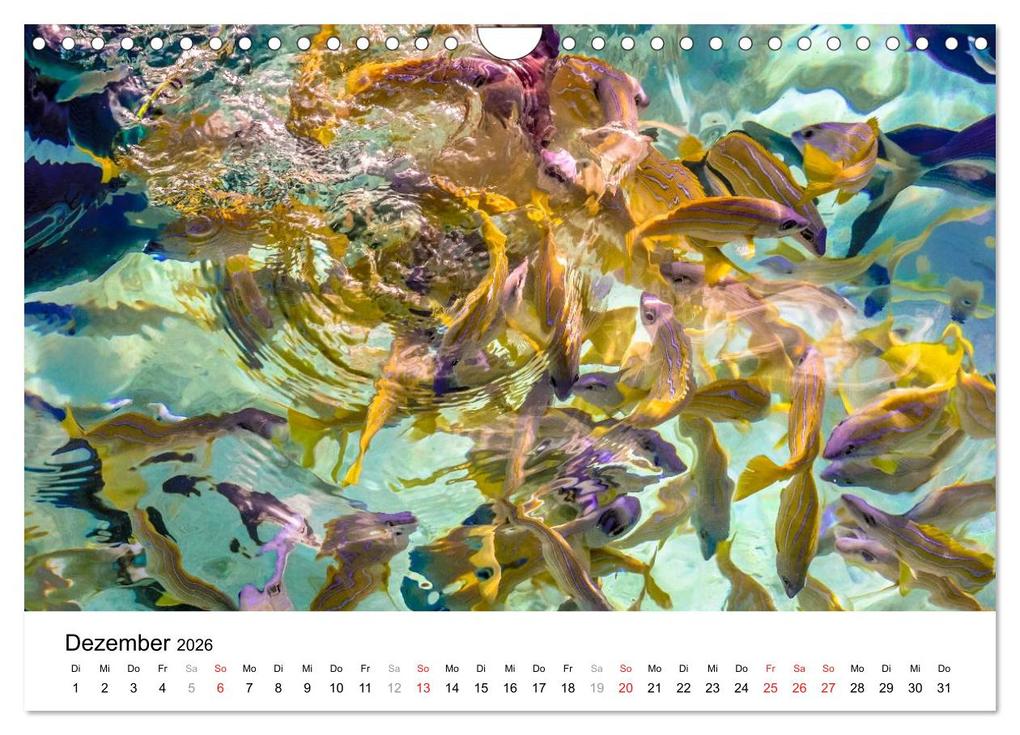 Weitere Ansicht: Unterwasserwelt der Malediven I (Wandkalender 2026 DIN A4 quer), CALVENDO Monatskalender | CLAVE RODRIGUEZ Photography, Calvendo
