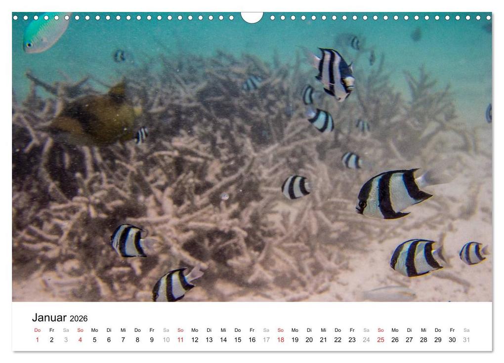 Weitere Ansicht: Unterwasserwelt der Malediven III (Wandkalender 2026 DIN A3 quer), CALVENDO Monatskalender | CLAVE RODRIGUEZ Photography, Calvendo