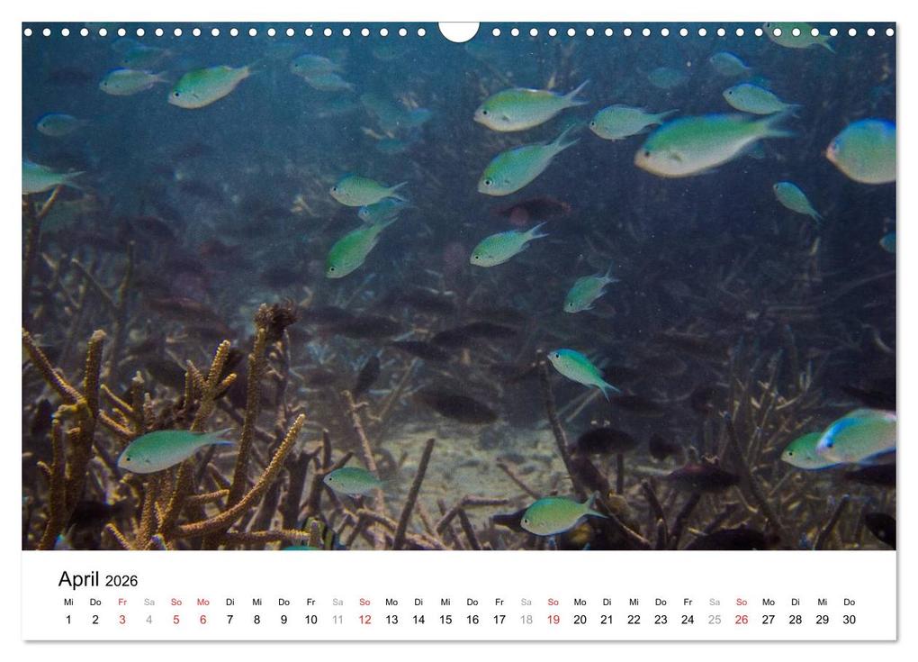 Weitere Ansicht: Unterwasserwelt der Malediven III (Wandkalender 2026 DIN A3 quer), CALVENDO Monatskalender | CLAVE RODRIGUEZ Photography, Calvendo
