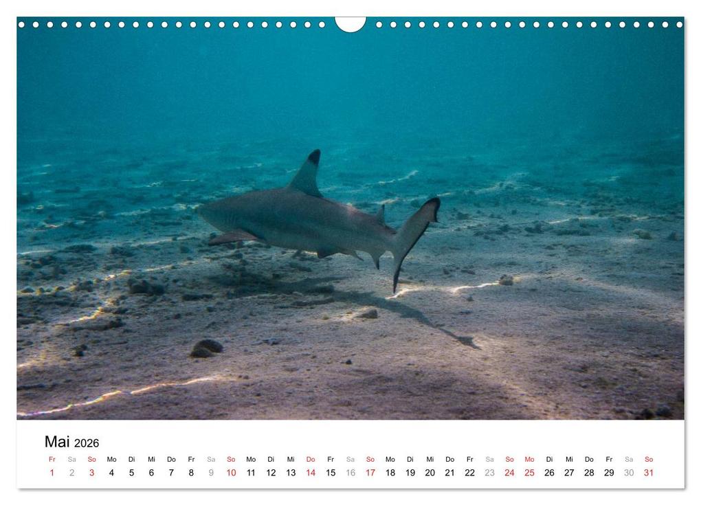 Weitere Ansicht: Unterwasserwelt der Malediven III (Wandkalender 2026 DIN A3 quer), CALVENDO Monatskalender | CLAVE RODRIGUEZ Photography, Calvendo