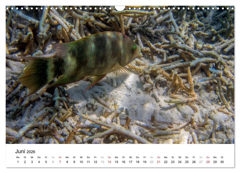 Weitere Ansicht: Unterwasserwelt der Malediven III (Wandkalender 2026 DIN A3 quer), CALVENDO Monatskalender | CLAVE RODRIGUEZ Photography, Calvendo