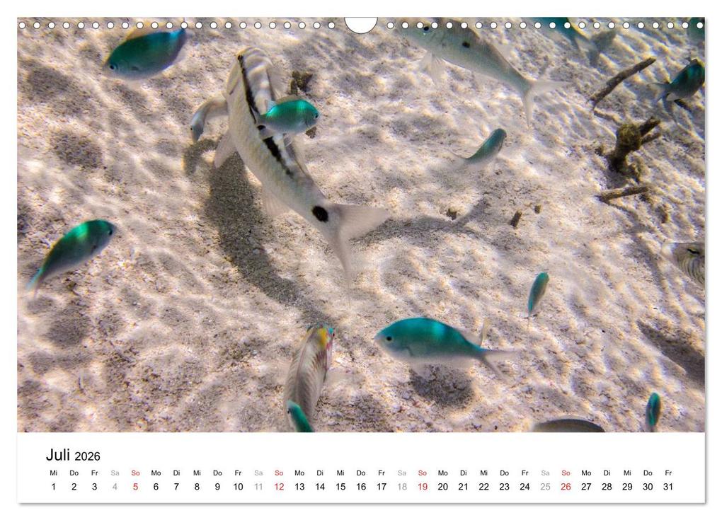 Weitere Ansicht: Unterwasserwelt der Malediven III (Wandkalender 2026 DIN A3 quer), CALVENDO Monatskalender | CLAVE RODRIGUEZ Photography, Calvendo