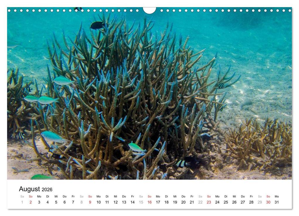 Weitere Ansicht: Unterwasserwelt der Malediven III (Wandkalender 2026 DIN A3 quer), CALVENDO Monatskalender | CLAVE RODRIGUEZ Photography, Calvendo