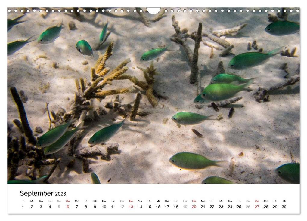 Weitere Ansicht: Unterwasserwelt der Malediven III (Wandkalender 2026 DIN A3 quer), CALVENDO Monatskalender | CLAVE RODRIGUEZ Photography, Calvendo