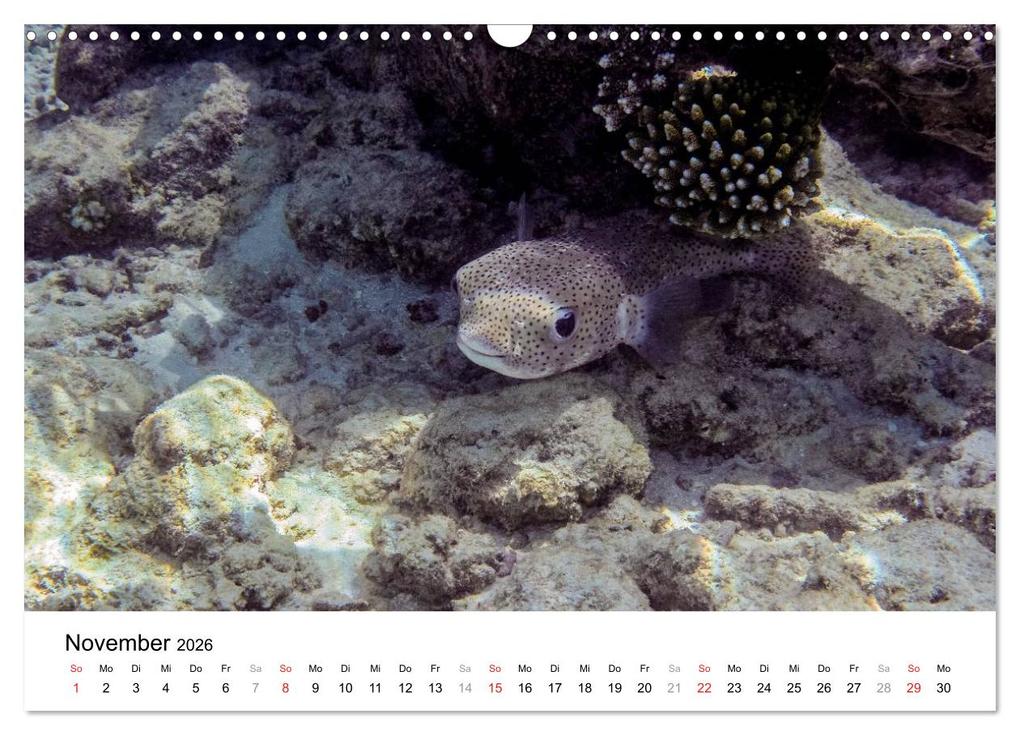 Weitere Ansicht: Unterwasserwelt der Malediven III (Wandkalender 2026 DIN A3 quer), CALVENDO Monatskalender | CLAVE RODRIGUEZ Photography, Calvendo