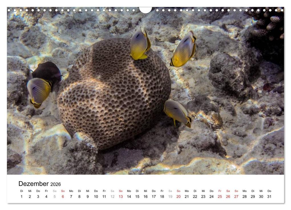 Weitere Ansicht: Unterwasserwelt der Malediven III (Wandkalender 2026 DIN A3 quer), CALVENDO Monatskalender | CLAVE RODRIGUEZ Photography, Calvendo