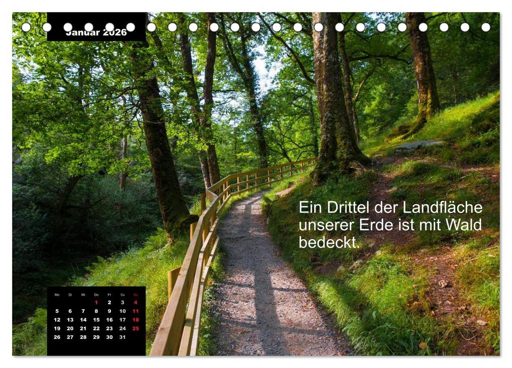 Weitere Ansicht: Schlaumeier-Kalender - Thema: Wald (Tischkalender 2026 DIN A5 quer), CALVENDO Monatskalender | René Wersand, Calvendo