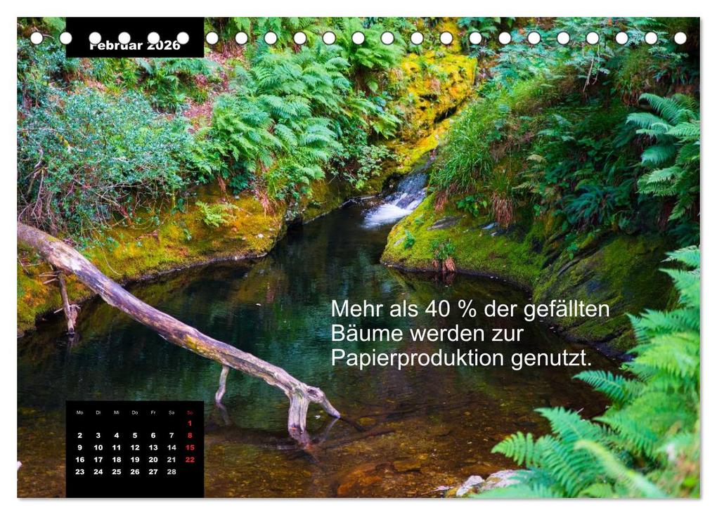 Weitere Ansicht: Schlaumeier-Kalender - Thema: Wald (Tischkalender 2026 DIN A5 quer), CALVENDO Monatskalender | René Wersand, Calvendo