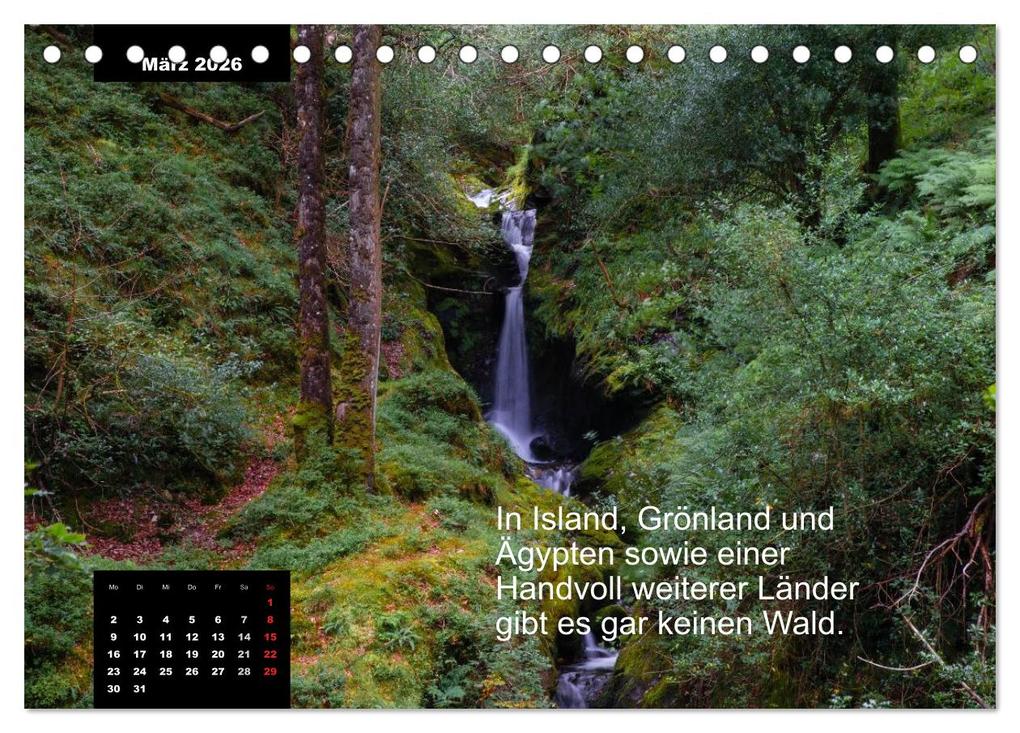 Weitere Ansicht: Schlaumeier-Kalender - Thema: Wald (Tischkalender 2026 DIN A5 quer), CALVENDO Monatskalender | René Wersand, Calvendo