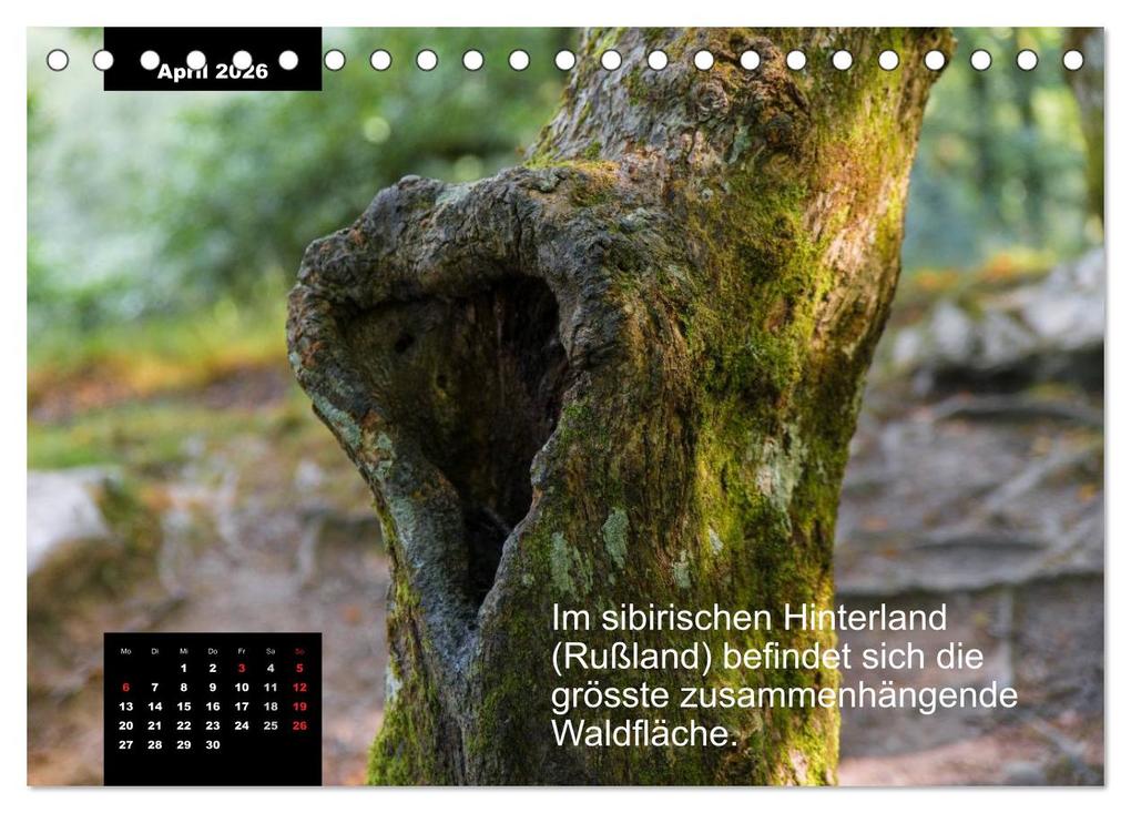 Weitere Ansicht: Schlaumeier-Kalender - Thema: Wald (Tischkalender 2026 DIN A5 quer), CALVENDO Monatskalender | René Wersand, Calvendo
