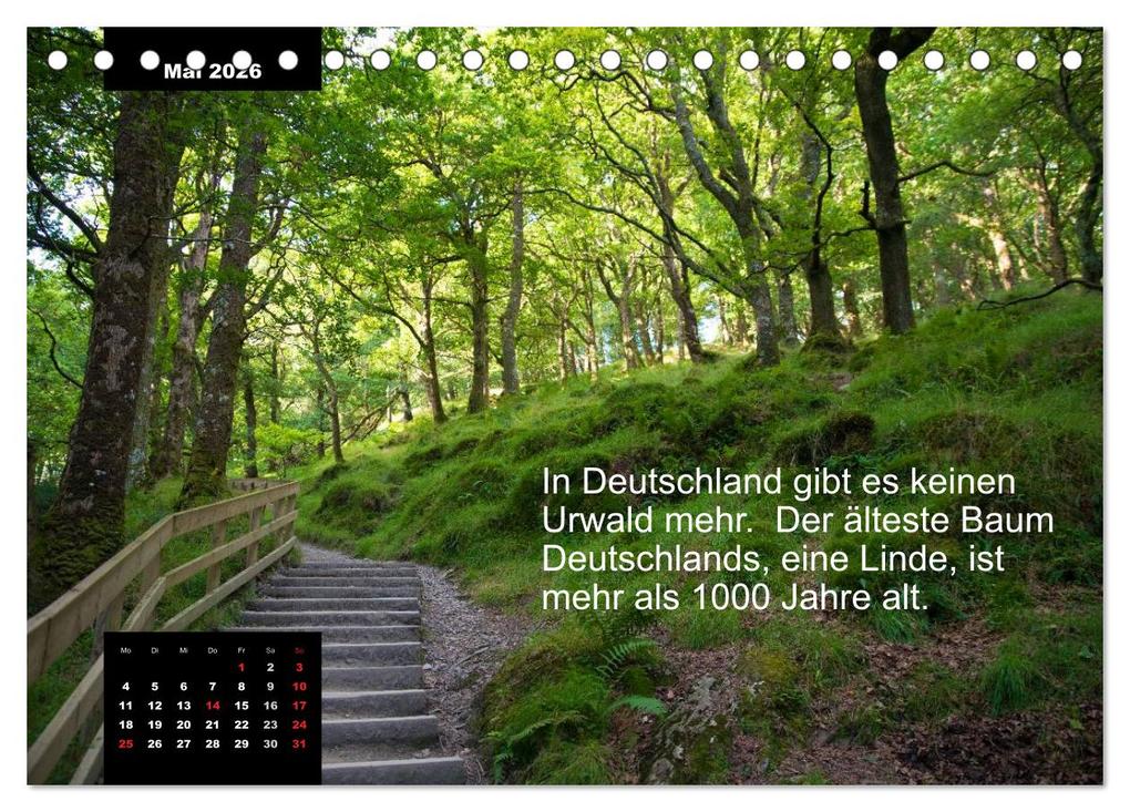 Weitere Ansicht: Schlaumeier-Kalender - Thema: Wald (Tischkalender 2026 DIN A5 quer), CALVENDO Monatskalender | René Wersand, Calvendo