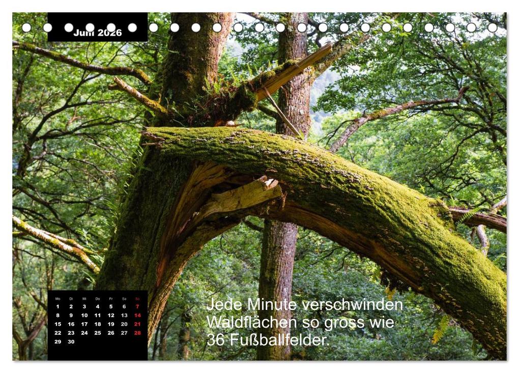 Weitere Ansicht: Schlaumeier-Kalender - Thema: Wald (Tischkalender 2026 DIN A5 quer), CALVENDO Monatskalender | René Wersand, Calvendo