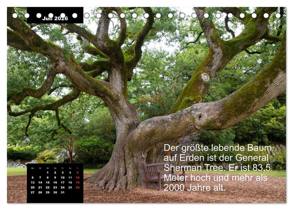Weitere Ansicht: Schlaumeier-Kalender - Thema: Wald (Tischkalender 2026 DIN A5 quer), CALVENDO Monatskalender | René Wersand, Calvendo