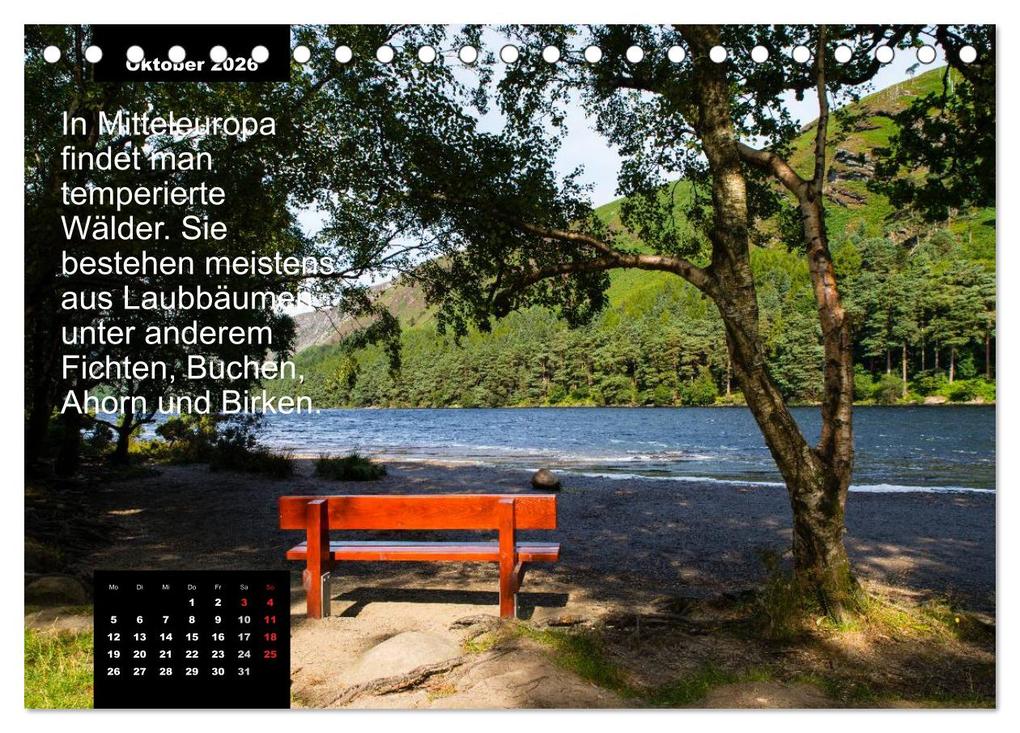 Weitere Ansicht: Schlaumeier-Kalender - Thema: Wald (Tischkalender 2026 DIN A5 quer), CALVENDO Monatskalender | René Wersand, Calvendo