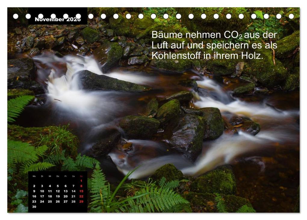 Weitere Ansicht: Schlaumeier-Kalender - Thema: Wald (Tischkalender 2026 DIN A5 quer), CALVENDO Monatskalender | René Wersand, Calvendo